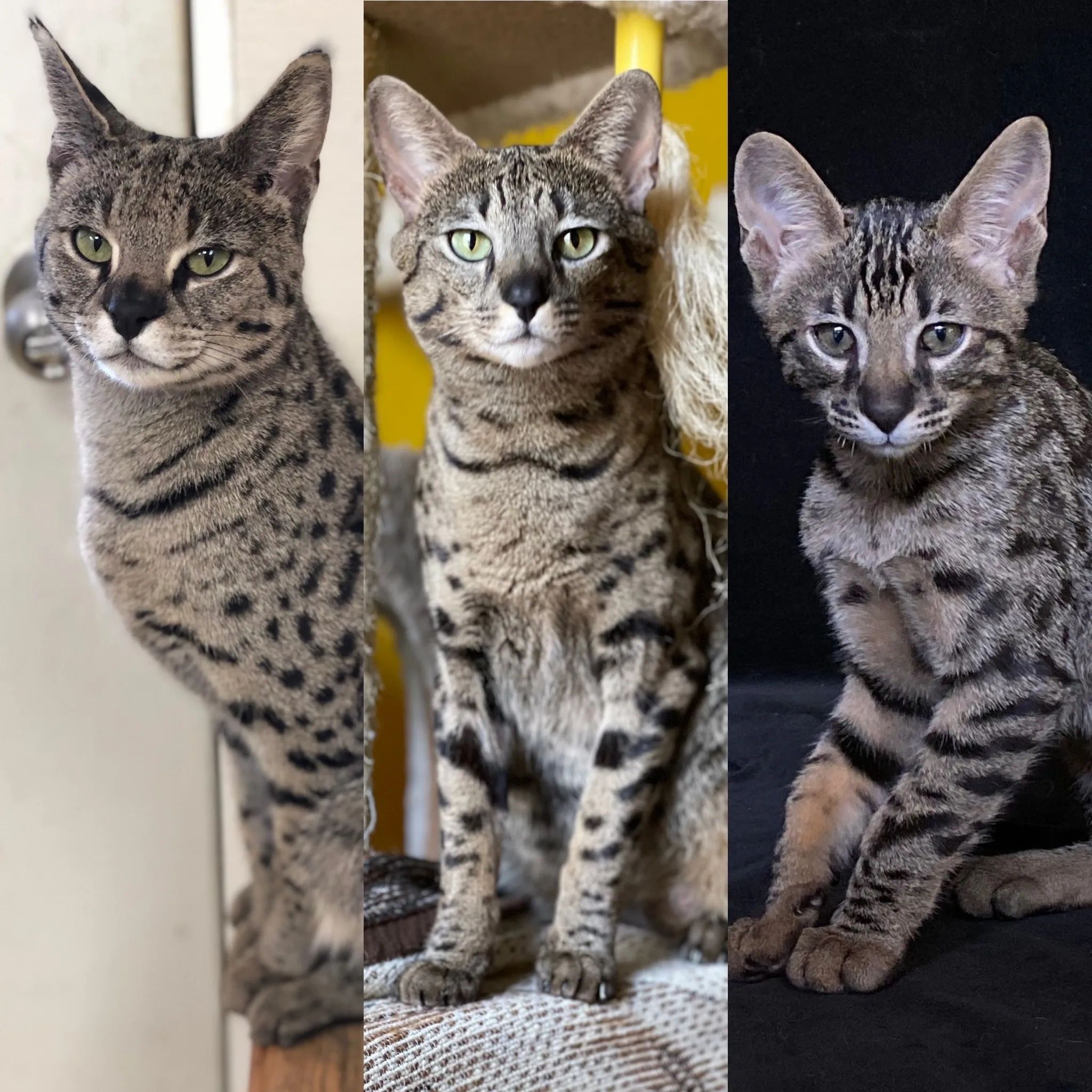Cat Breeder, Savannah Cat Breeder, Cat Breeder